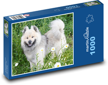Eurasier - dog Puzzle 1000 pieces - 60 x 46 cm