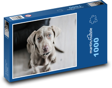 Weimaraner - szczeniak Puzzle 1000 elementów - 60x46 cm
