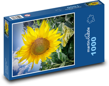 Rozkvetlá slunečnice Puzzle 1000 dílků - 60 x 46 cm
