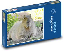 Kapybara Puzzle 1000 dielikov - 60 x 46 cm