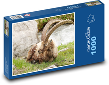 Kozorožec Puzzle 1000 dielikov - 60 x 46 cm 