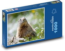 Marmot Puzzle 1000 pieces - 60 x 46 cm 