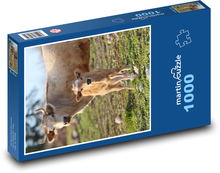 Kráva a tele Puzzle 1000 dílků - 60 x 46 cm