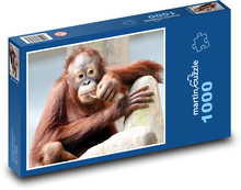 Orangutan - opice Puzzle 1000 - 60x46 cm