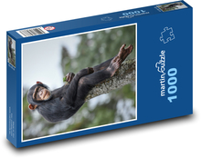 Szympans - małpa Puzzle 1000 elementów - 60x46 cm