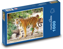 Tygrys w zoo Puzzle 1000 elementów - 60x46 cm