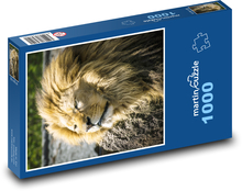 Lew - ssak Puzzle 1000 elementów - 60x46 cm