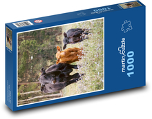Kühe - Rinder Puzzle 1000 Teile - 60 x 46 cm