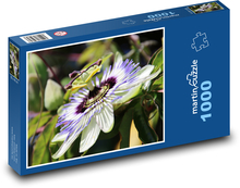 Kwiat męczennicy Puzzle 1000 elementów - 60x46 cm