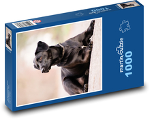 Pies labradorski Puzzle 1000 elementów - 60x46 cm