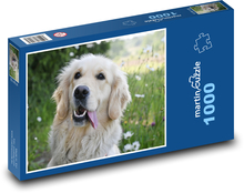 Golden Retriever - Pies Puzzle 1000 elementów - 60x46 cm
