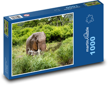 Safari - słoń afrykański Puzzle 1000 elementów - 60x46 cm