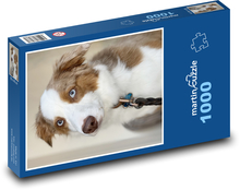 Pies - owczarek australijski Puzzle 1000 elementów - 60x46 cm