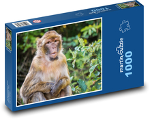 Małpa - makak barbarzyński Puzzle 1000 elementów - 60x46 cm