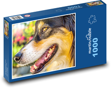 Australský ovčák - pes Puzzle 1000 dílků - 60 x 46 cm