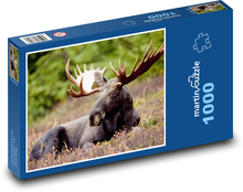 Zvíře - los Puzzle 1000 - 60x46 cm