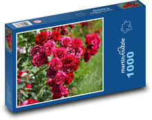 Red rose Puzzle 1000 pieces - 60 x 46 cm 