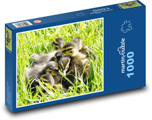 Mláďata vodních ptáků Puzzle 1000 dílků - 60 x 46 cm