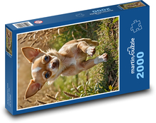 Čivava bežiaca na tráve Puzzle 2000 dielikov - 90 x 60 cm