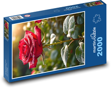 Rosa na czerwonej róży Puzzle 2000 elementów - 90x60 cm