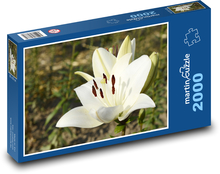 Kwiat białej lilii - kwiat w ogrodzie, piękny kwiat Puzzle 2000 elementów - 90x60 cm