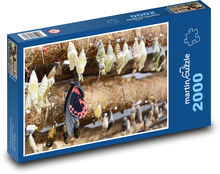 Motyl - owady, okapy Puzzle 2000 elementów - 90x60 cm