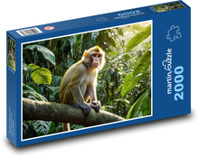 Małpka na drzewie Puzzle 2000 elementów - 90x60 cm