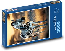 Zebra in the wild Puzzle 2000 pieces - 90 x 60 cm