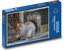 Wiewiórka szara Puzzle 2000 elementów - 90x60 cm
