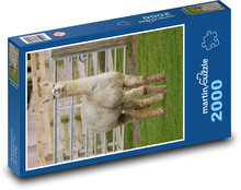 Alpaka v zoologickej záhrade Puzzle 2000 dielikov - 90 x 60 cm