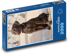 Labrador - štěně Puzzle 2000 dílků - 90 x 60 cm