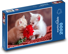 Niedliche Kätzchen Puzzle 2000 Teile - 90 x 60 cm