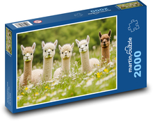 Alpakas im Gras Puzzle 2000 Teile - 90 x 60 cm