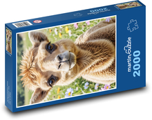 Velbloud Puzzle 2000 - 90x60 cm