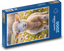 Owce Puzzle 2000 elementów - 90x60 cm