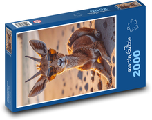 Gazelle Puzzle 2000 Teile - 90 x 60 cm