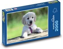 Szczeniak Golden Retriever Puzzle 2000 elementów - 90x60 cm