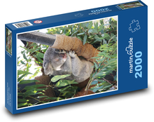 Sleeping koalas Puzzle 2000 pieces - 90 x 60 cm