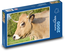 Cow Puzzle 2000 pieces - 90 x 60 cm