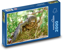 Kosa pisklę Puzzle 2000 elementów - 90x60 cm