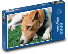 jack-russell-terrier Puzzle 2000 dílků - 90 x 60 cm