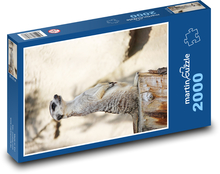 Surikata Puzzle 2000 dílků - 90 x 60 cm