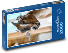 Goat Puzzle 2000 pieces - 90 x 60 cm
