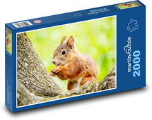 Veverica. Puzzle 2000 dielikov - 90 x 60 cm