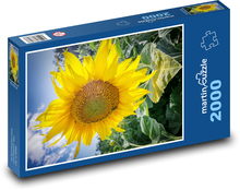 Kwitnący słonecznik Puzzle 2000 elementów - 90x60 cm