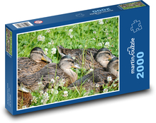 Kačiatka v tráve Puzzle 2000 dielikov - 90 x 60 cm