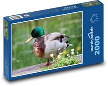 Kaczka Puzzle 2000 elementów - 90x60 cm