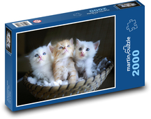 Koťata Puzzle 2000 dílků - 90 x 60 cm