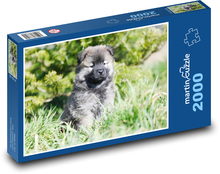 Eurasier aloha štěně Puzzle 2000 dílků - 90 x 60 cm