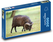 Schaf Puzzle 2000 Teile - 90 x 60 cm